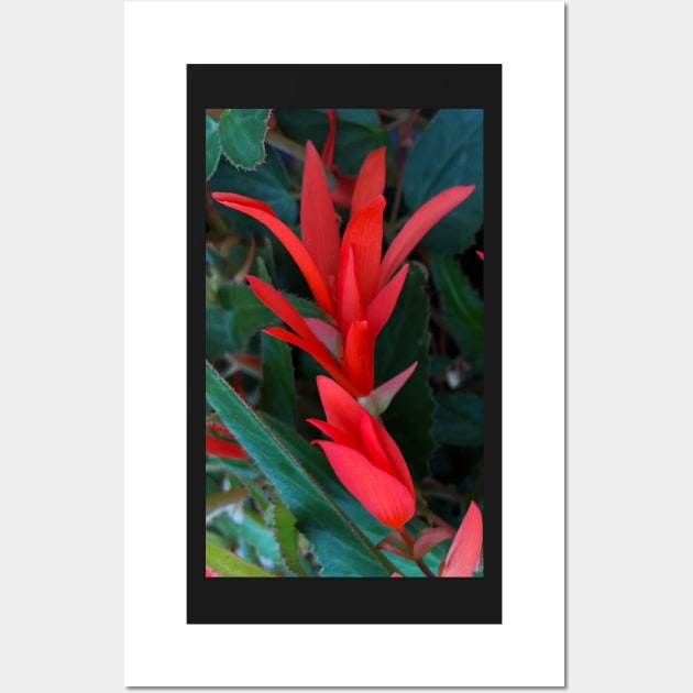 Rising Red Christmas Fuchsia Wall Art by Photomersion